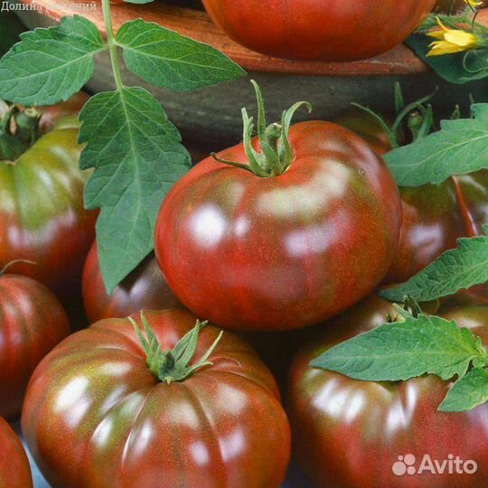 Семена шоколадных и чёрных томатов