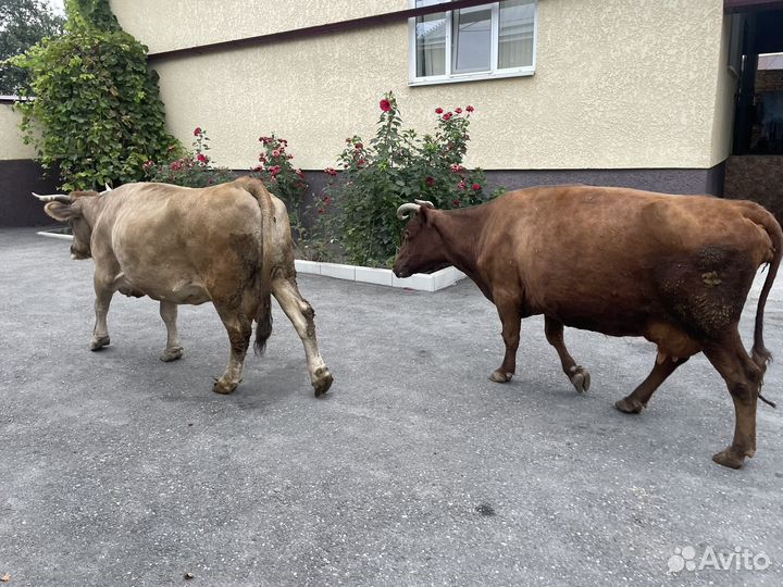 Корова дойная