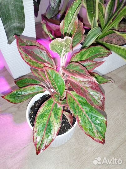 Аглаонема домашняя коллекция