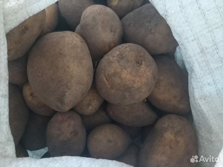 Картофель 1 мешок (5 вёдер)