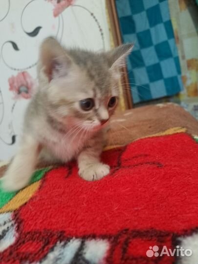 Кошки в добрые руки бесплатно