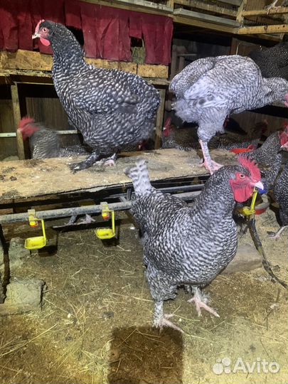 Куры породы мехеленская кукушка (мален )