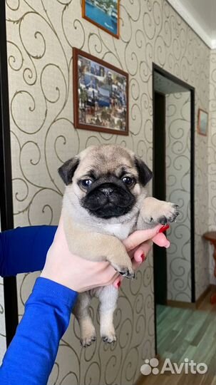 Щенки мопса