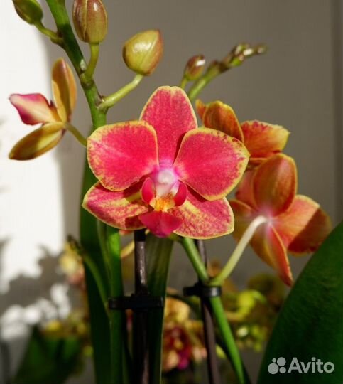 Ароматные Rising Sun и др орхидеи мультифлоры