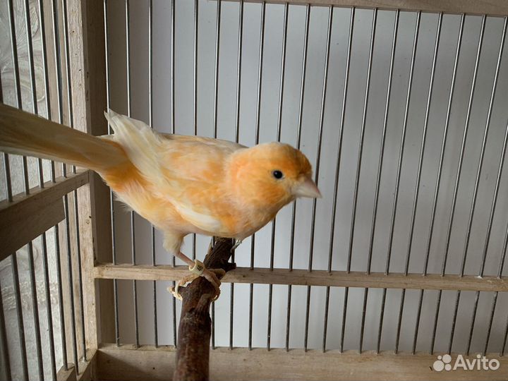 Канарейки 2023 г. из резерва