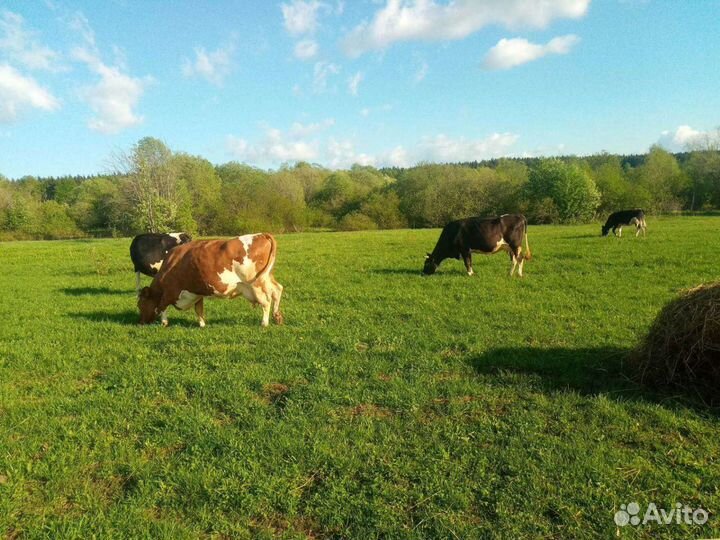 Продукты питания