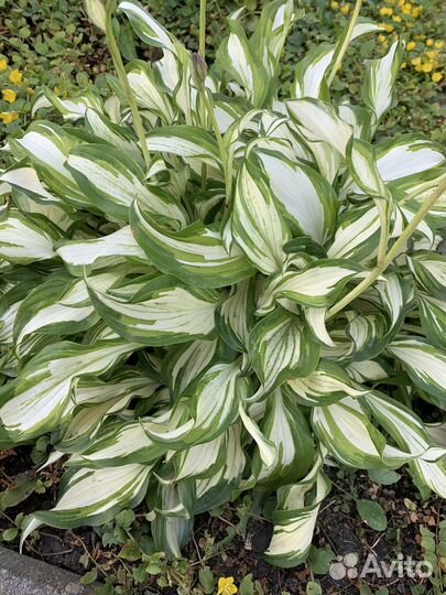 Хоста (разные сорта)