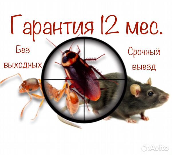Дезинфекция