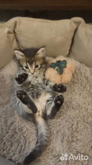 Кошечка помесь мейн-куна