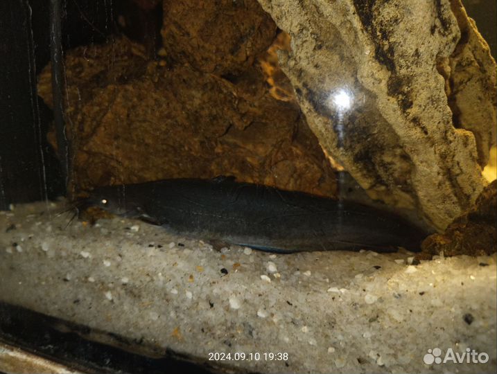 Мешкожаберный сом