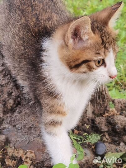 Отдам в добрые руки