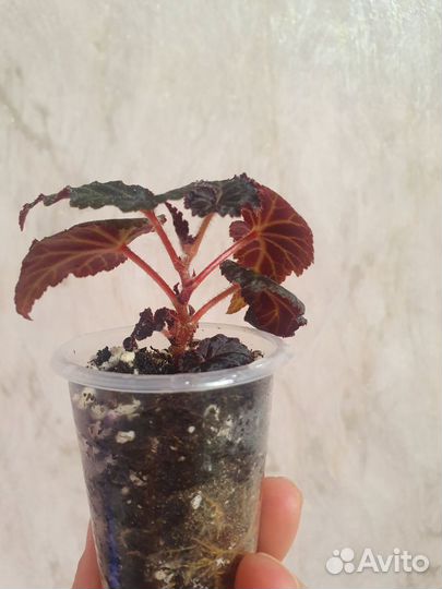 Бегония белина