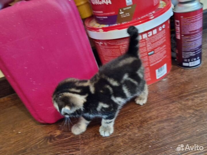 Шотландские котята