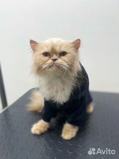 Кошка в добрые руки