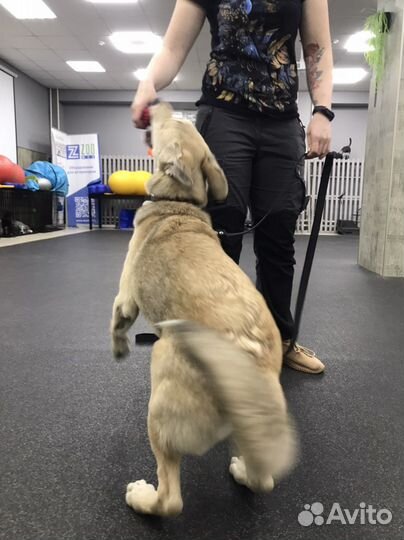 Пристраиваю Лису Михайловну