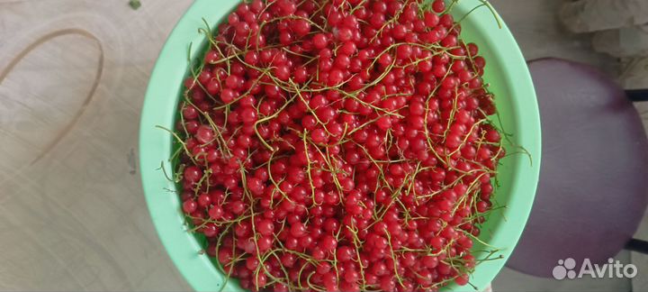 Красная смородина