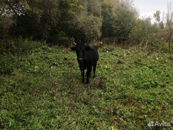 Телёнок 2 года