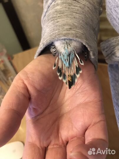 Птенцы волнистых попугаев