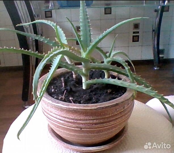 Алоэ в горшке
