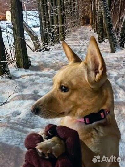 Дорги кобель - вязка