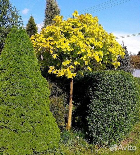 Клен остролистный Голден Глоб 220-250 см