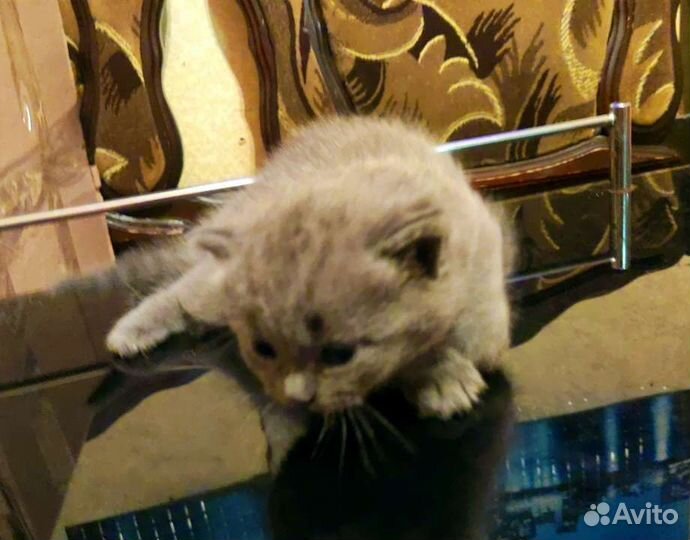 Шотландская девочка