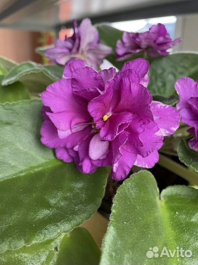 Цветущие красно-розовые фиалки