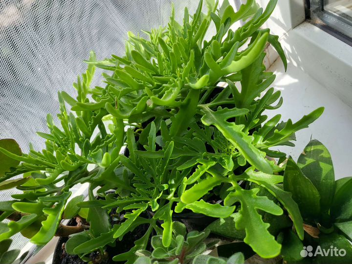 Каланхоэ рассеченное