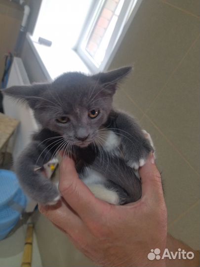Котята бесплатно