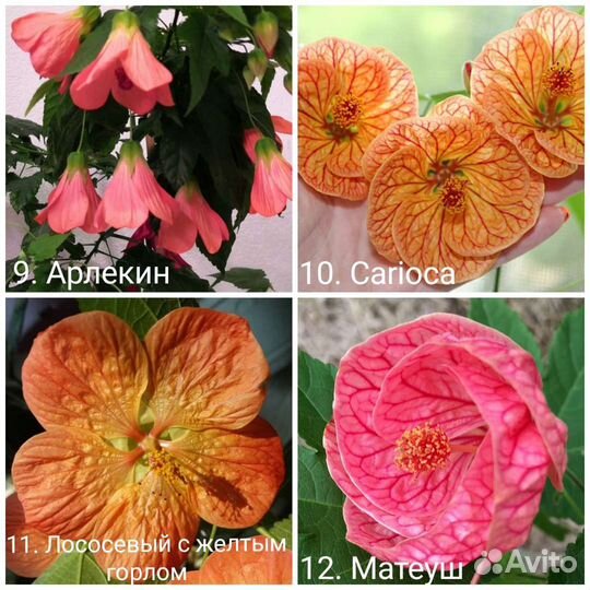 Абутилоны 50+ сортов