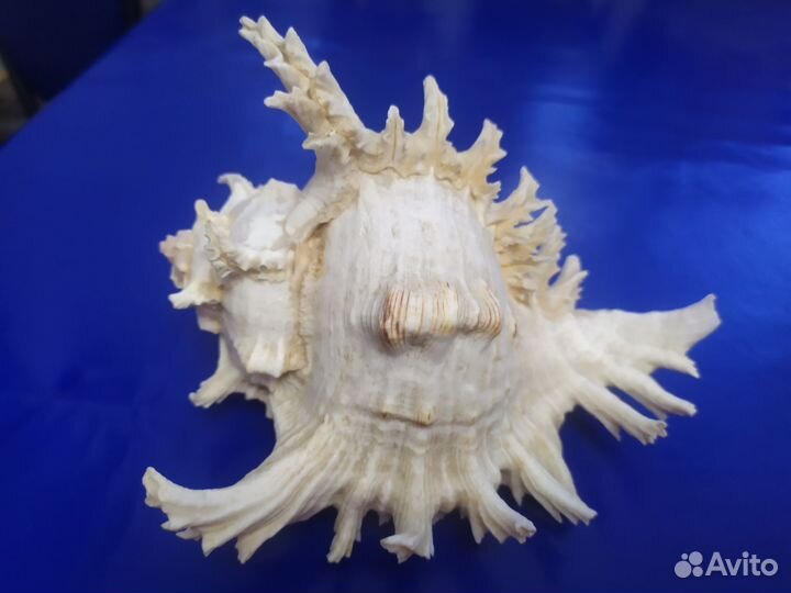 Ракушка морская