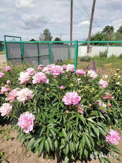 Пионы саженцы