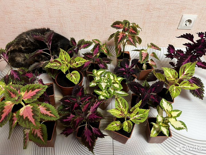 Колеус 4 вида
