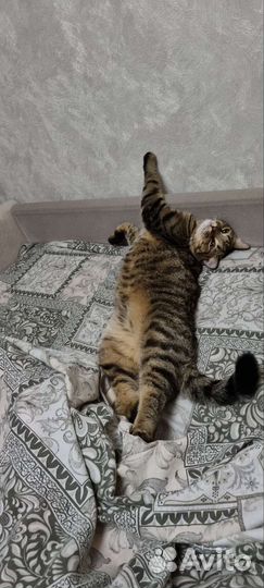 Крупный кот