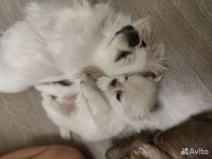 Щенки пекинеса
