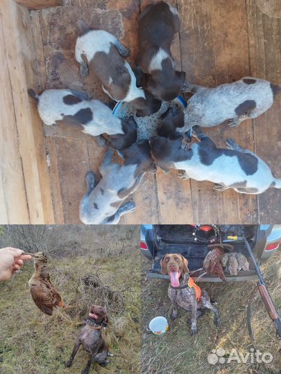 Щенки курцхаара