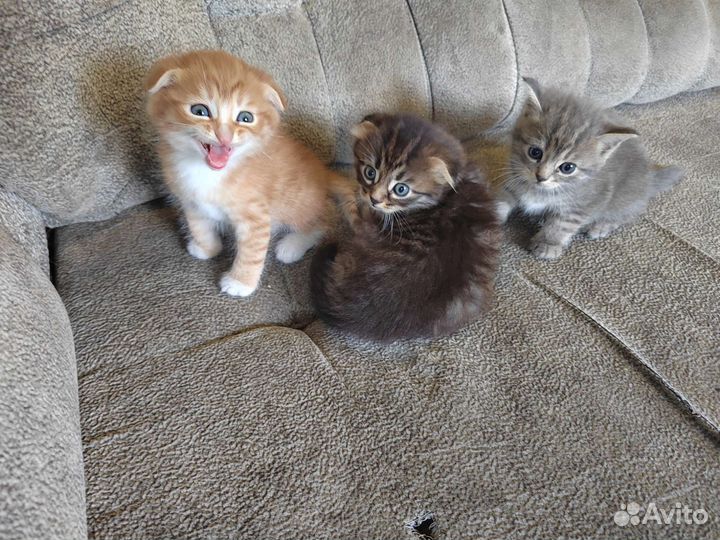 Котята британцы вислоухие