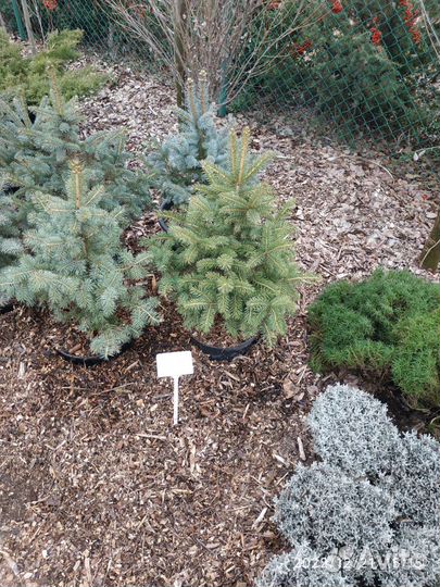 Ель колючая форма голубая