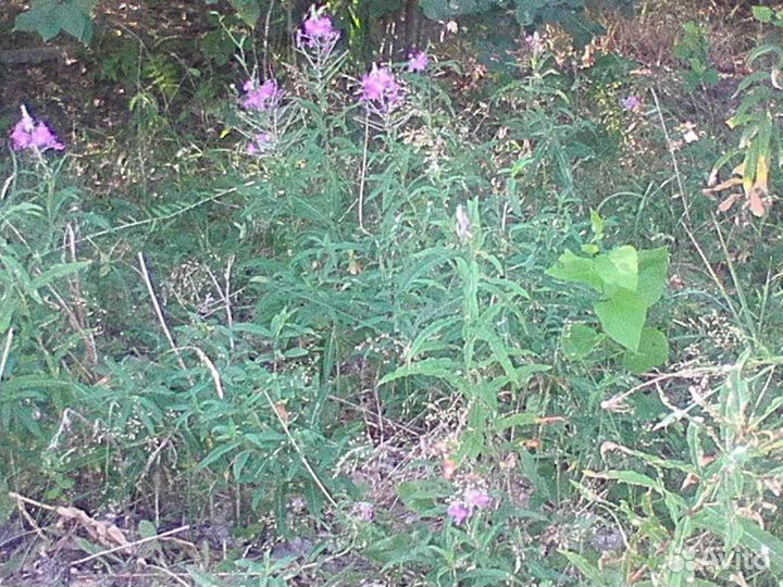 Иван чай ферментированный