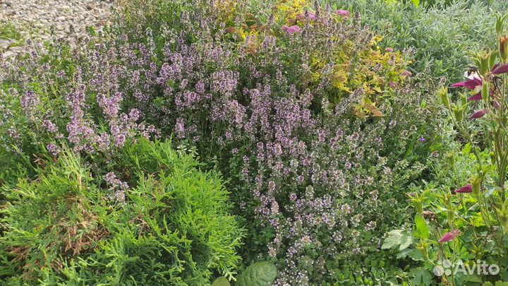 Тимьян ползучий (чабрец) - ароматный многолетник