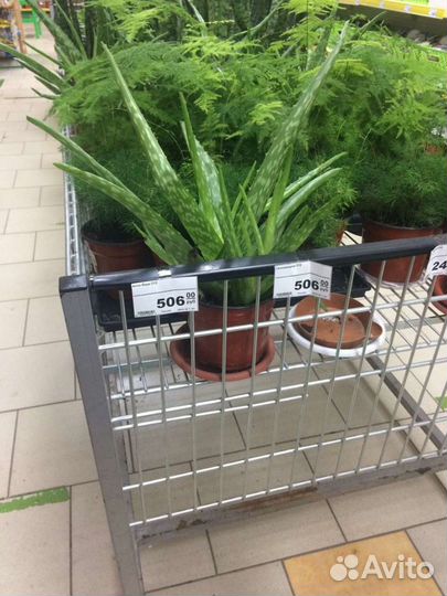 Алоэ Вера 3 года