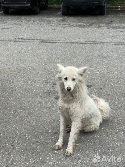 Собака в добрые руки отдам бесплатно