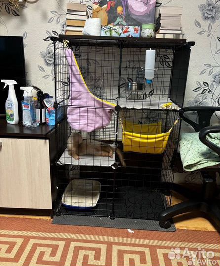 Домашний хорек