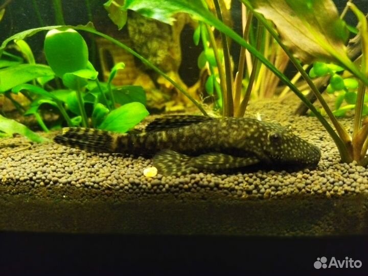 Анциструс (молодняк)