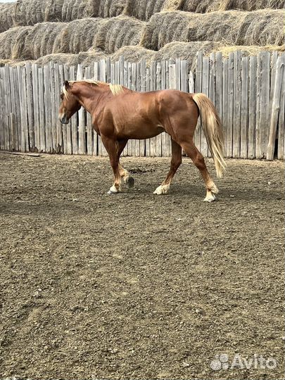 Лошадь жеребец