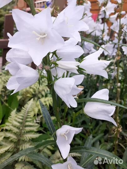 Многолетники для сада