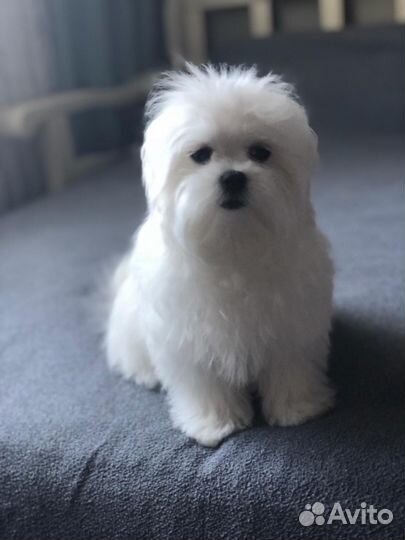 Стрижка (груминг) кошек и собак, экспресс линька