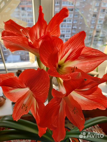 Гиппеаструм (амариллис) оранжевый или лилия