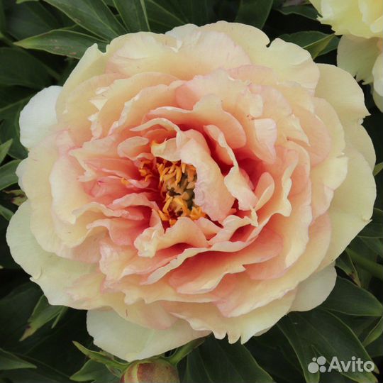 Пион Canary Brilliants