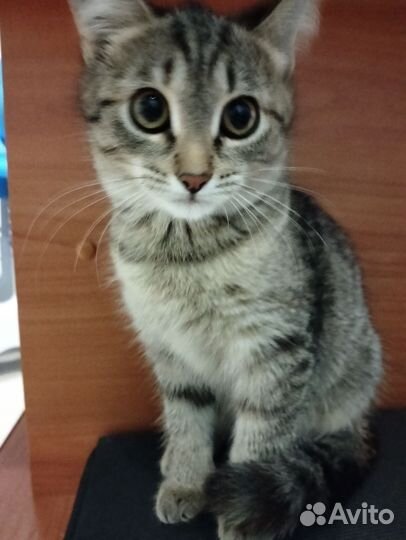 Кошечка в добрые руки
